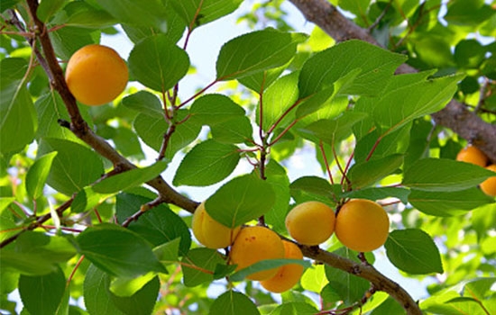立夏吃個(gè)杏，到老沒有病