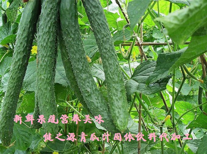 青瓜的六大營養(yǎng)價值，你知道嗎？